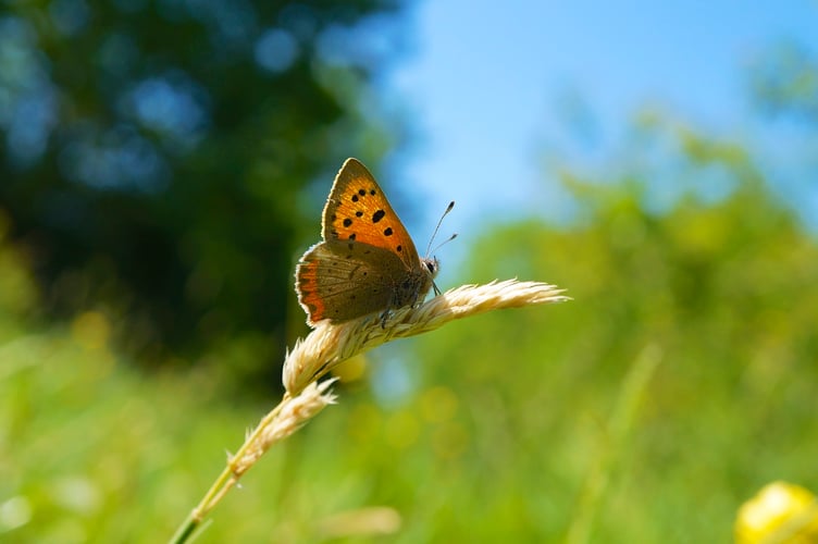 A Small Copper, Credit: Ian A Kirk.