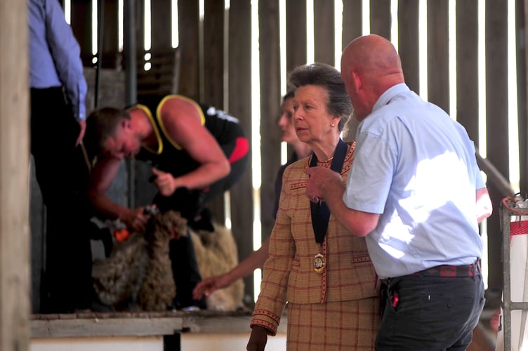 Devon County Show. Show President HRH The Princess Royal watching sheep shearing competition