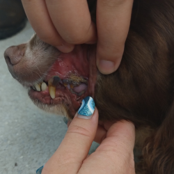 The dogs were in a bad state when they were taken to the animal rescue.