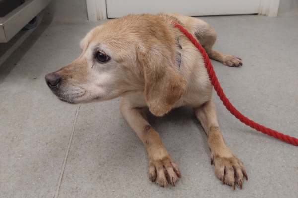 The poor pup at the rescue centre.