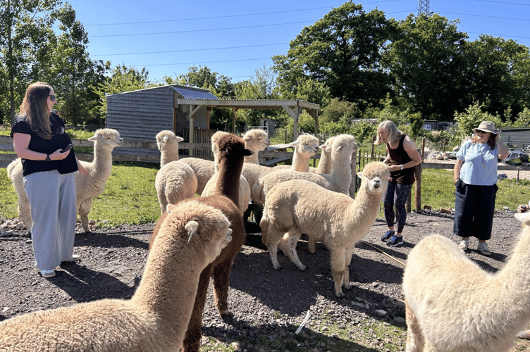 The businesswomen couldn’t resist the opportunity to meet the farm’s resident herd of alpacas.