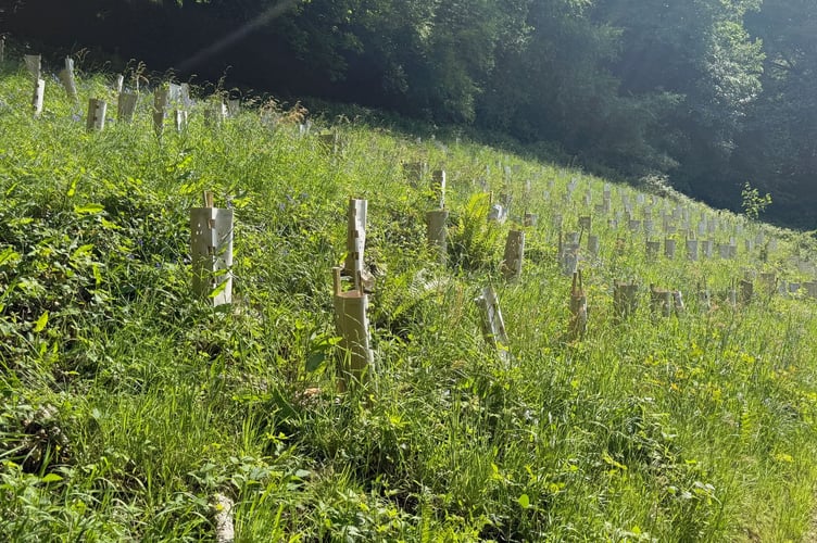 The trees are struggling to grow due to the increasing foliage.
