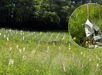 Outrage over neglected tree project 