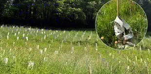 Outrage over neglected tree project 