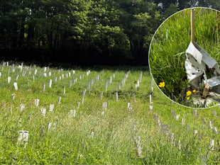 Outrage over neglected tree project 