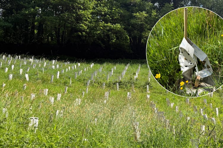 No new trees are growing in this patch by the Meldon viaduct.
