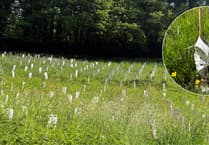 Tree project neglect angers Okehampton locals