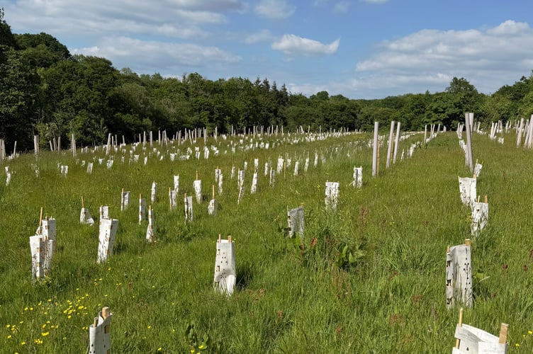 There are minimal new trees growing on this plot of land.
