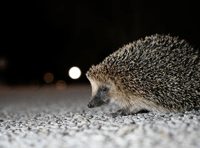 New campaign urges gardeners to create wild patches for hedgehogs