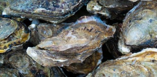 Caroline Snow | Restoring oyster reefs around our coasts