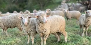 Police warning after sheep stolen