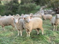 Police warning after sheep stolen