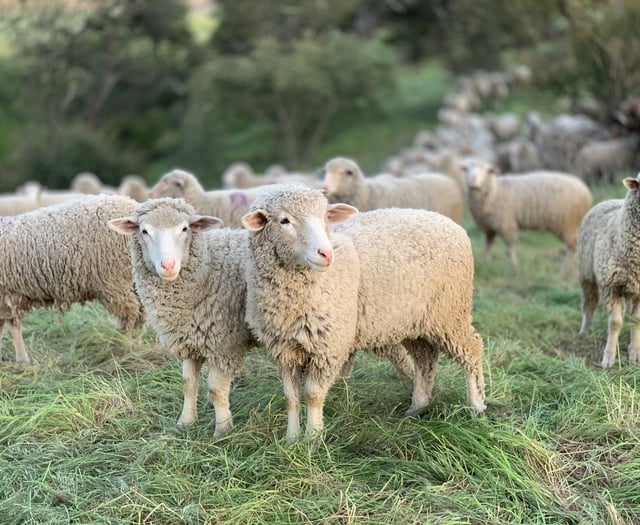 Police warning after sheep stolen