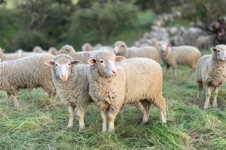 Sheep