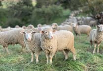 Police warning after 50 sheep stolen in one night in South West