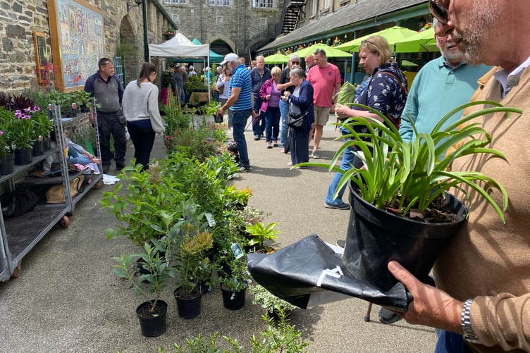 Green-fingered visitors browse among the plant sales at Tavistock Garden Festival last weekend (Sunday/Monday, May 25/26.