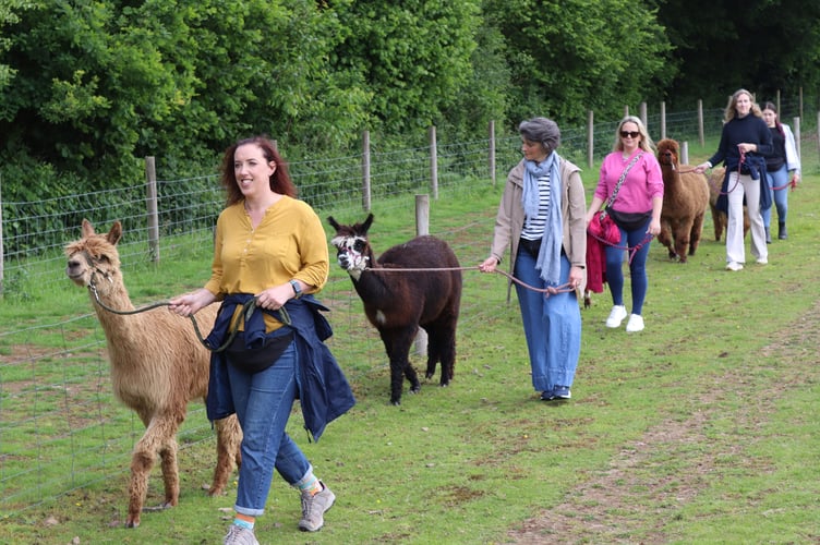 Participants leading the alpacas through a field
