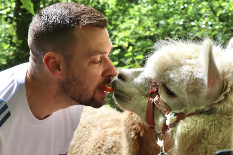 29 May 2025 Woolley Animals Alpaca walking 12x pic special A 'carrot kiss' (Will Goddard, Crediton Courier)