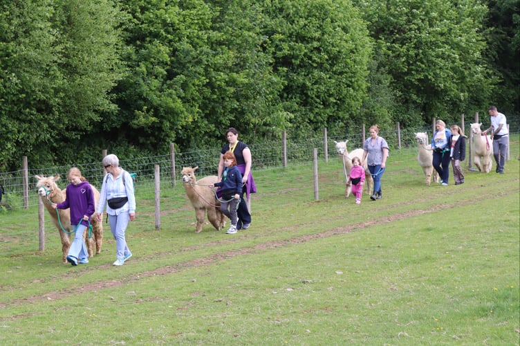 29 May 2025 Woolley Animals Alpaca walking 12x pic special During the walk (Will Goddard, Crediton Courier)