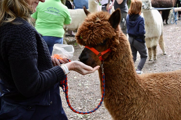 Feeding one of the alpacas a carrot