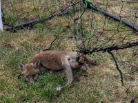 RSPCA's warning for footie fans
