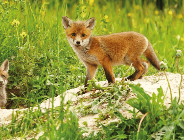Fox cubs ‘hunted’ on Dartmoor to ‘train hounds'