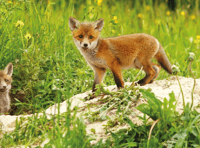 Devon one of the worst for fox mistreatment