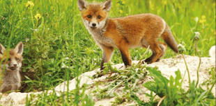 Devon one of the worst for fox mistreatment