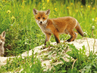 Devon one of the worst for fox mistreatment