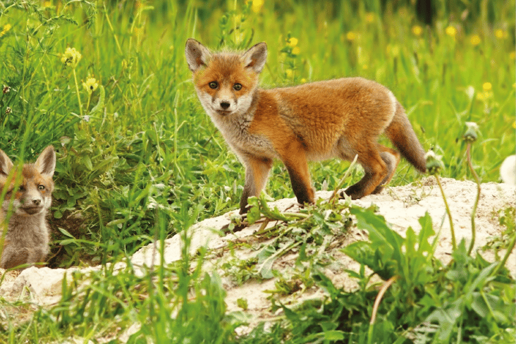 It is then time of year when fox cubs are being reared on Exmoor. PHOTO: LACS.