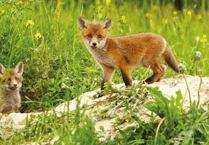 Devon is one of the worst places for fox mistreatment by hunts
