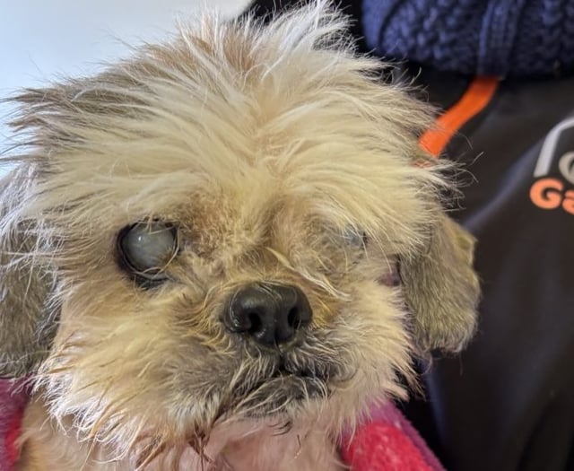 Shih Tzu saved from neglect