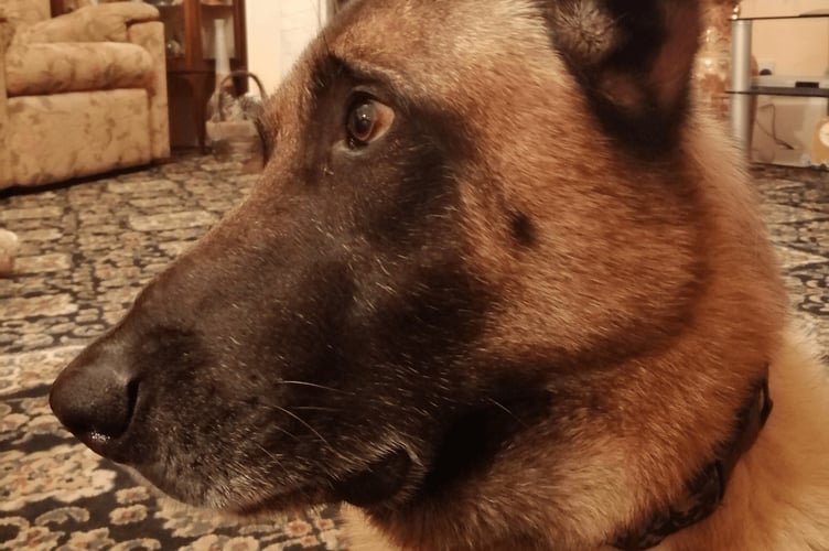 Retired Police Dog Blaze 