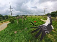 Stalks return to skies after rewilding

