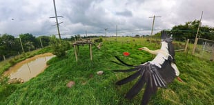 Stalks return to skies after rewilding

