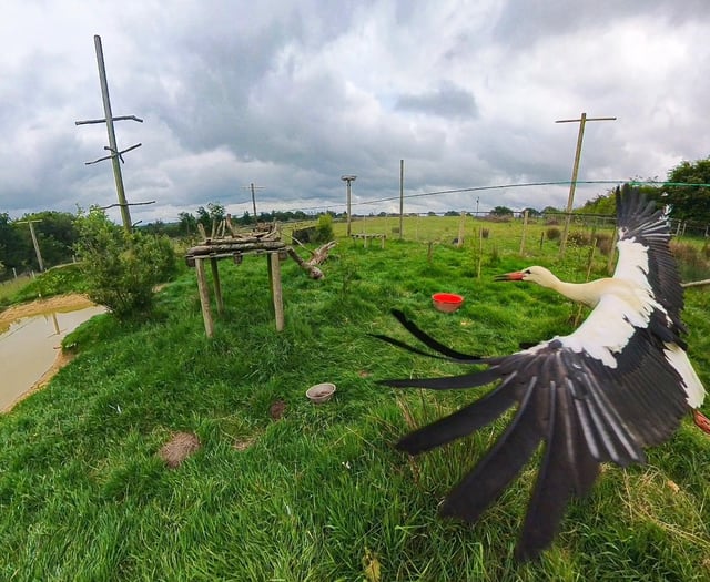 Stalks return to skies after rewilding

