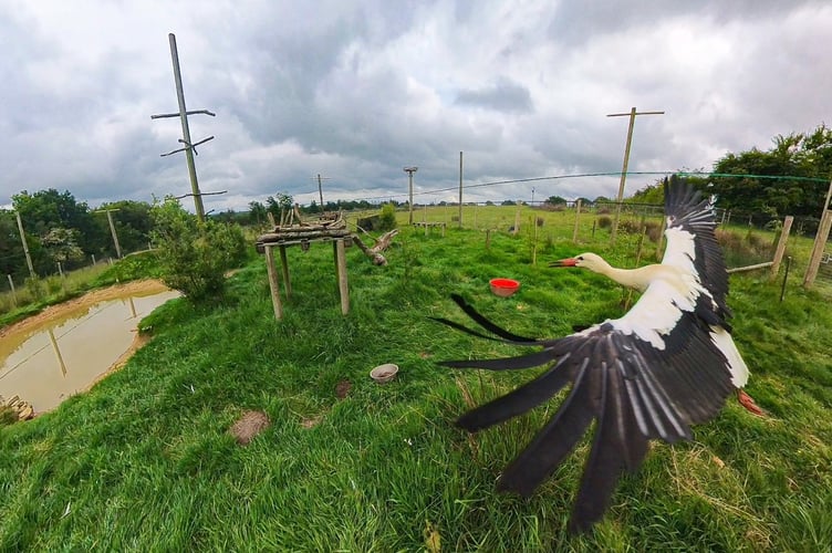 Storks are released into the skies of Devon after hundreds of years' absence and a rewilding project.