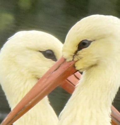 Storks released into the Devon skies after a rewilding project.