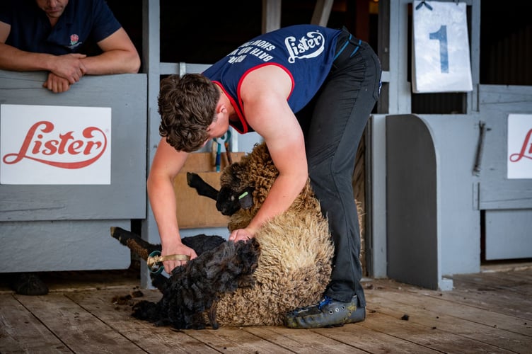 Thomas Mudge, 15, winning the novice sheep shearing class at t