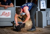 Tavistock sheep shearing grandson's cutting edge success