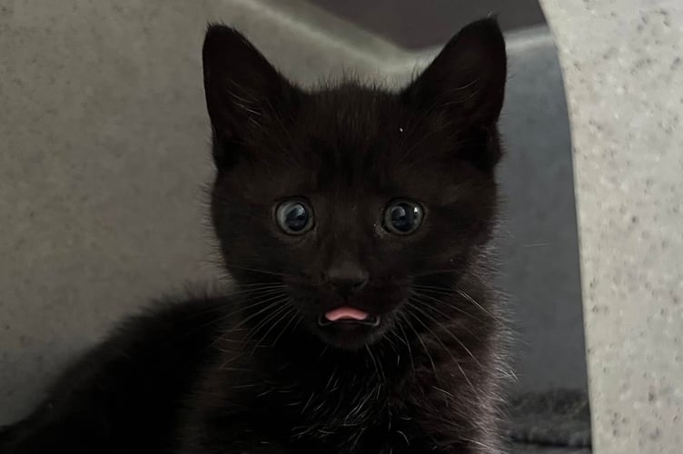 A kitten taken in by the local Cats Protection.