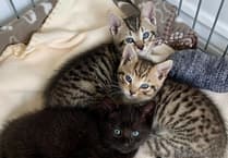 Volunteers urgently needed for Okehampton Cats Protection