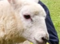 Fire crews' woolly mission after river fall