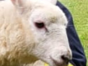 Fire crews' woolly mission after river fall