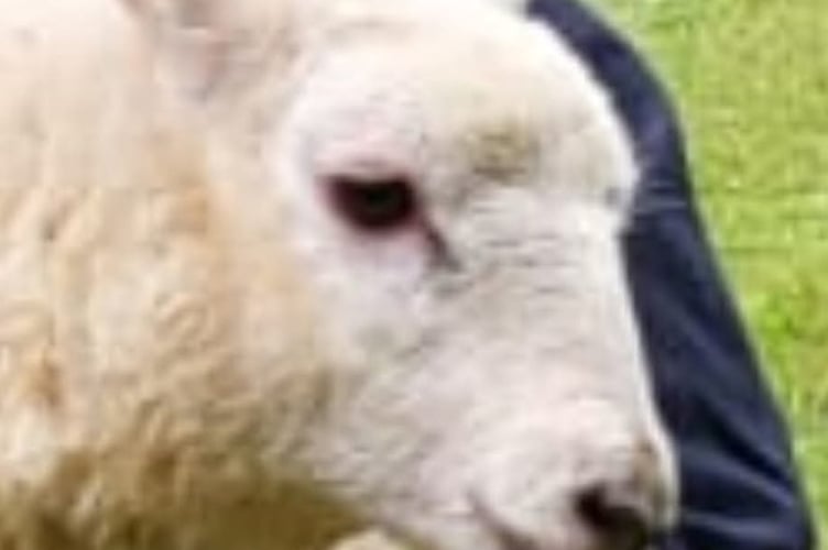 A sheep was rescued after falling into the River Tamar at Gulworthy 