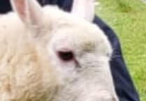 Gulworthy sheep rescue by fire crews