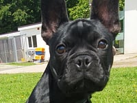 Support needed for puppy Valentino's surgery