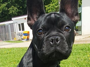 Support needed for puppy Valentino's surgery