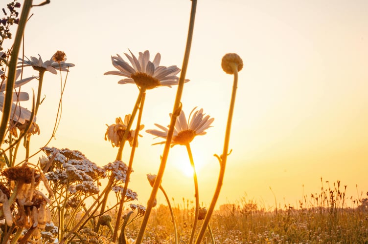 West Devon is basking in the sunshine. Picture: Guillaume Hankenne/Pexels.