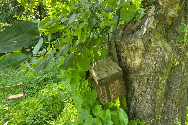 Bere Ferrers orchard is soon to blossom into a more productive an community-based asset.